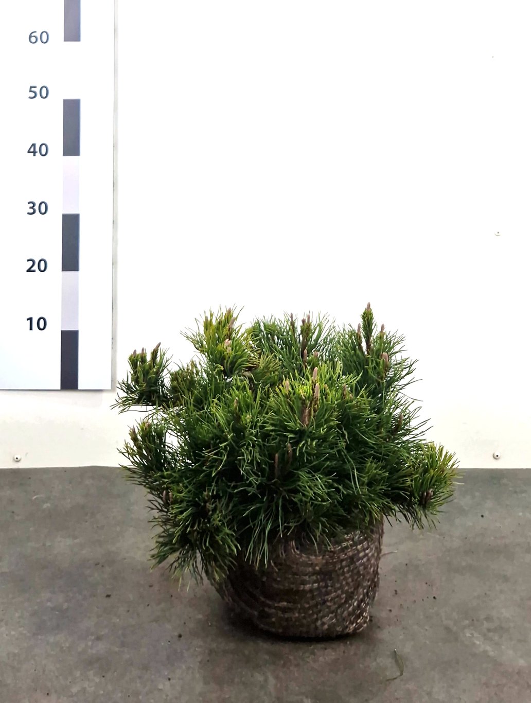Pinus mugo mughus - 25-30 CM RB